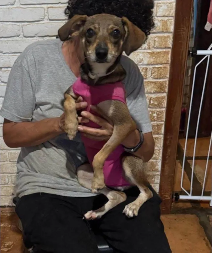 Cachorro ra a SRD-ViraLata idade 1 ano nome Beatriz 