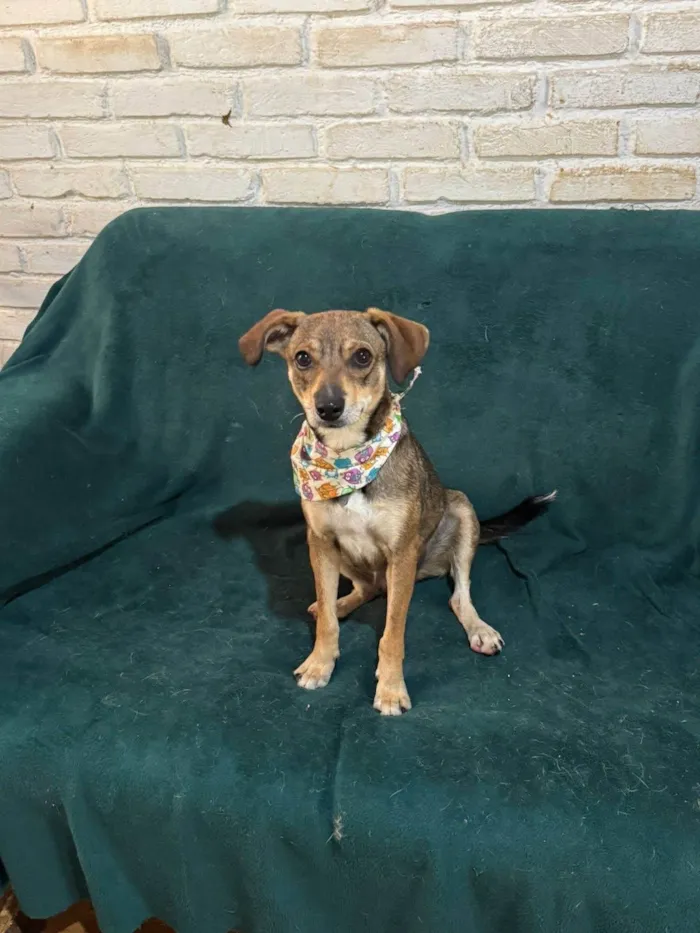 Cachorro ra a SRD-ViraLata idade 1 ano nome Beatriz 