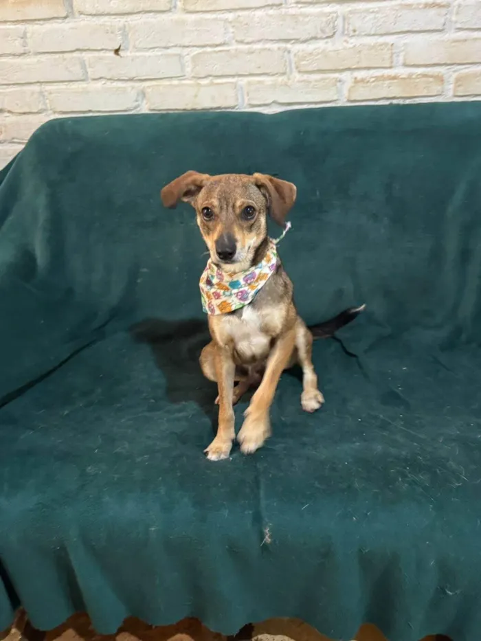 Cachorro ra a SRD-ViraLata idade 1 ano nome Beatriz 
