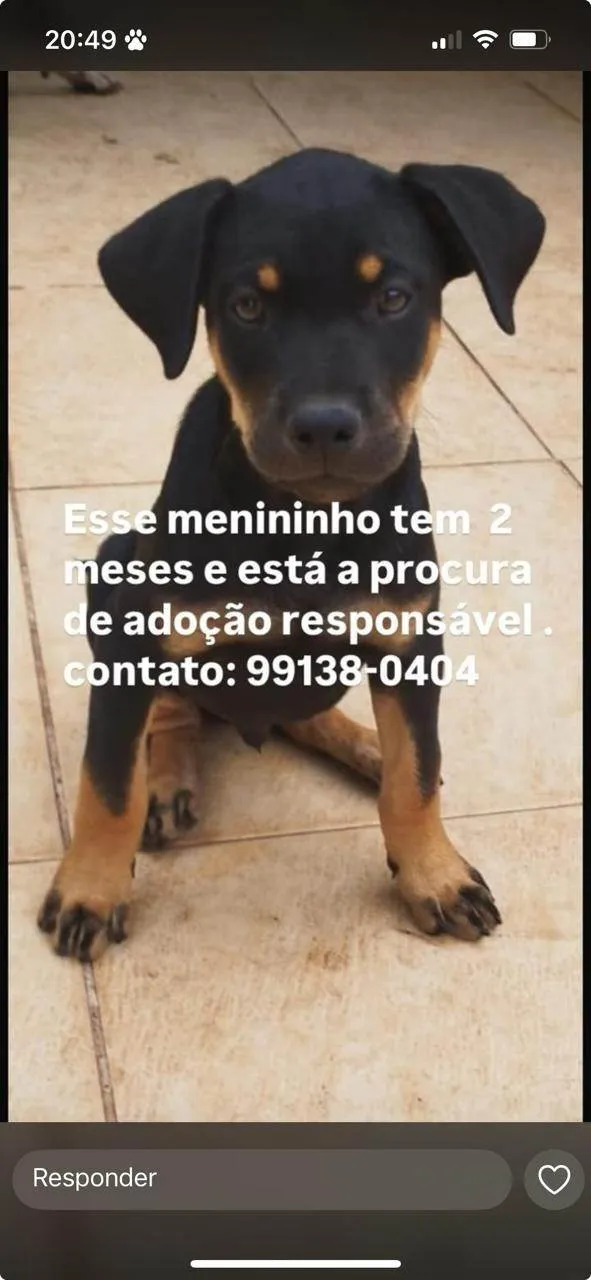 Cachorro ra a SRD-ViraLata idade Abaixo de 2 meses nome paçoquinha