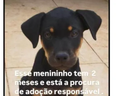 Cachorro raça SRD-ViraLata idade Abaixo de 2 meses nome paçoquinha