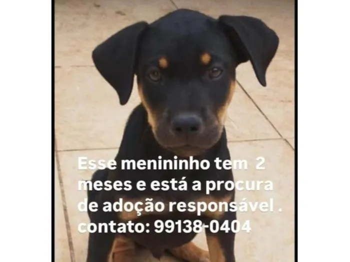Cachorro ra a SRD-ViraLata idade Abaixo de 2 meses nome paçoquinha