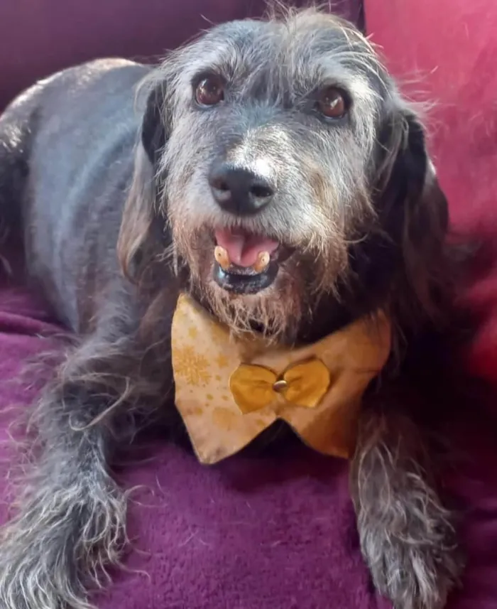 Cachorro ra a SRD-ViraLata idade 5 anos nome Amélia 
