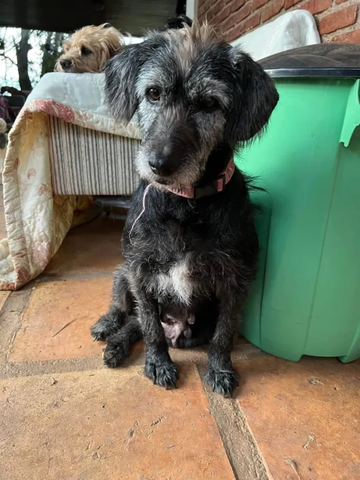 Cachorro ra a SRD-ViraLata idade 5 anos nome Amélia 