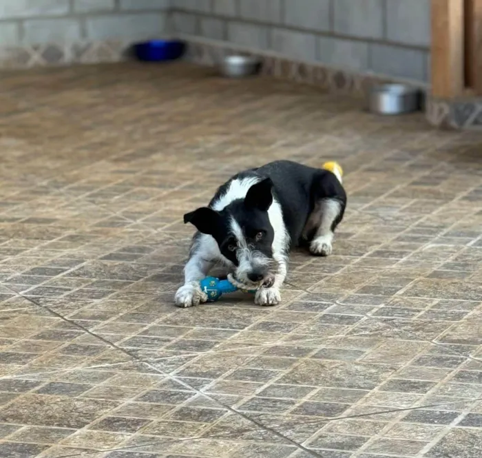 Cachorro ra a SRD-ViraLata idade 2 anos nome Valentim
