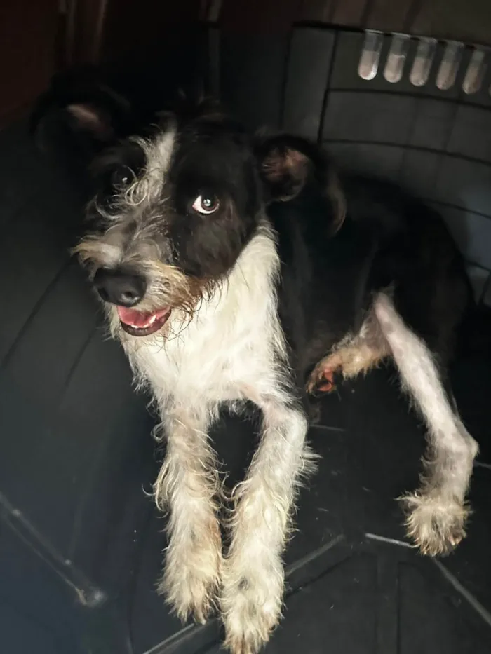 Cachorro ra a SRD-ViraLata idade 2 anos nome Valentim