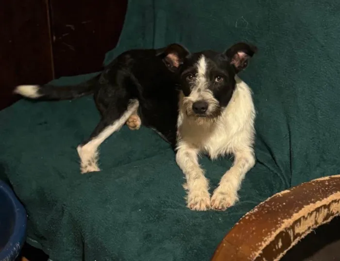 Cachorro ra a SRD-ViraLata idade 2 anos nome Valentim