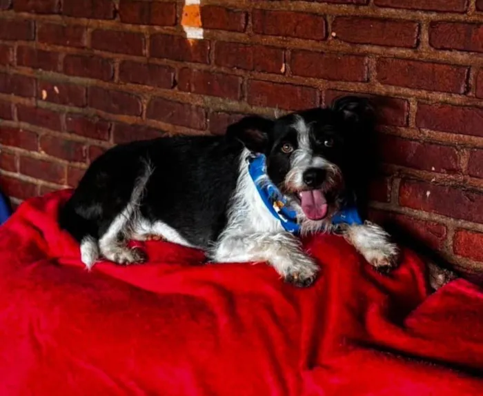 Cachorro ra a SRD-ViraLata idade 2 anos nome Valentim