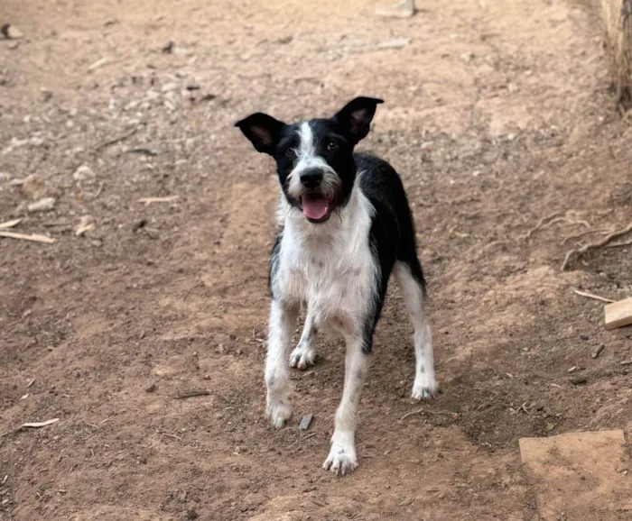 Cachorro ra a SRD-ViraLata idade 2 anos nome Valentim