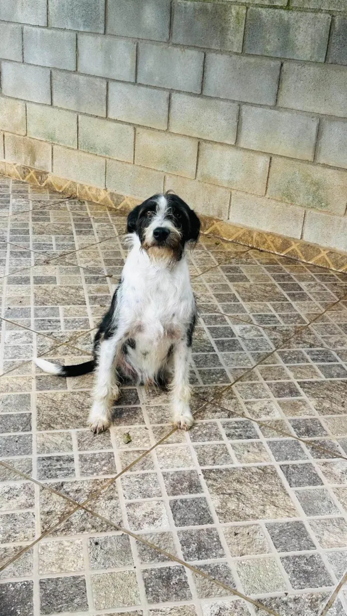 Cachorro ra a SRD-ViraLata idade 2 anos nome Valentim