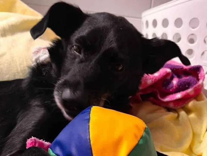 Cachorro ra a SRD-ViraLata idade 4 anos nome Vivaldi