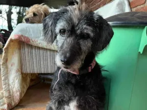 Cachorro raça SRD-ViraLata idade 5 anos nome Amélia 
