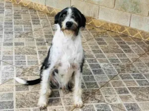 Cachorro raça SRD-ViraLata idade 2 anos nome Valentim