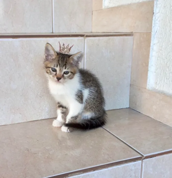 Gato ra a SRD-ViraLata idade Abaixo de 2 meses nome Bonbon bb2meses Linda 