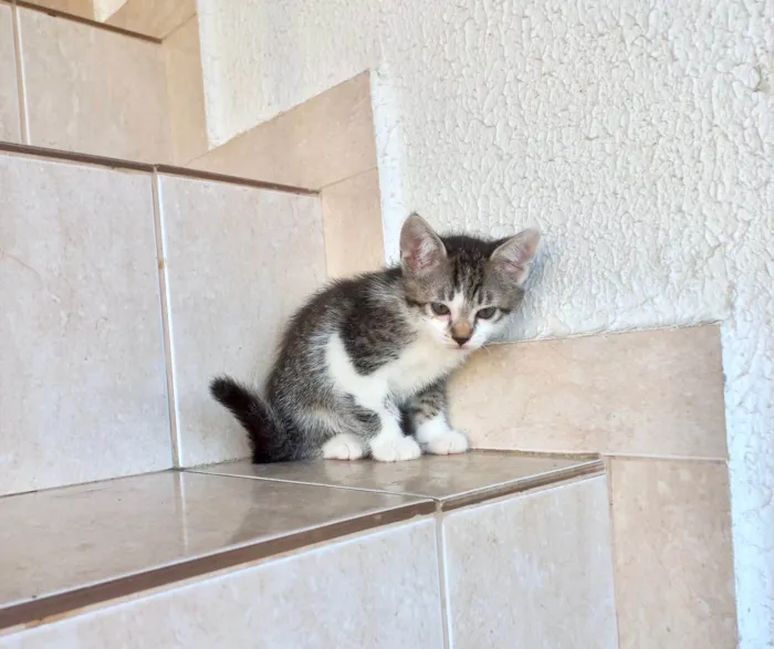 Gato ra a SRD-ViraLata idade Abaixo de 2 meses nome Bonbon bb2meses Linda 