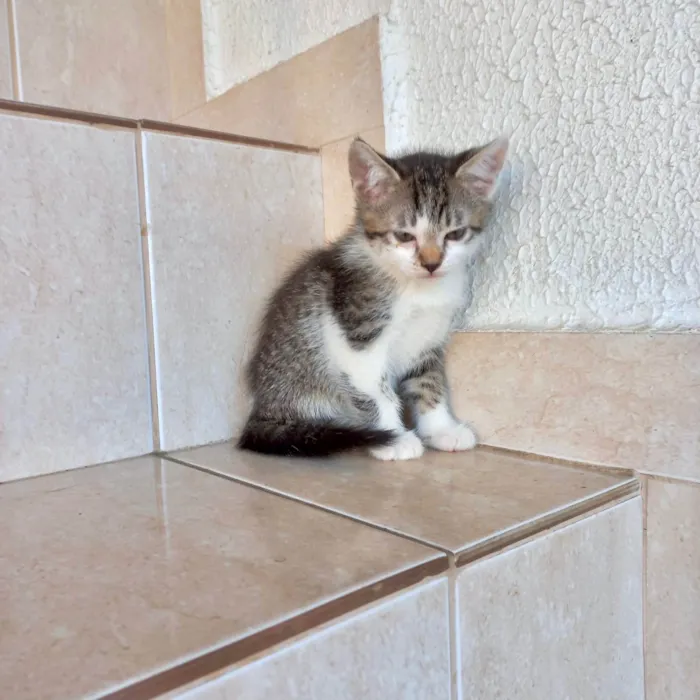 Gato ra a SRD-ViraLata idade Abaixo de 2 meses nome Bonbon bb2meses Linda 