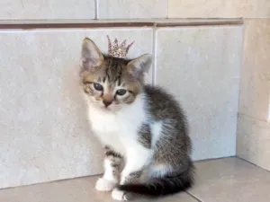 Gato raça SRD-ViraLata idade Abaixo de 2 meses nome Bonbon bb2meses Linda 