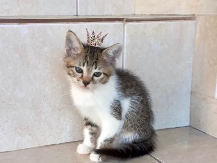 Gato ra a SRD-ViraLata idade Abaixo de 2 meses nome Bonbon bb2meses Linda 