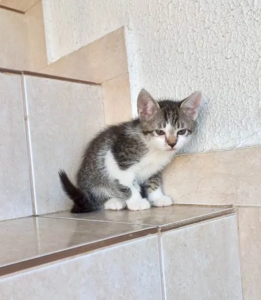 Gato ra a SRD-ViraLata idade 2 a 6 meses nome Pudim bb2meses lindo 