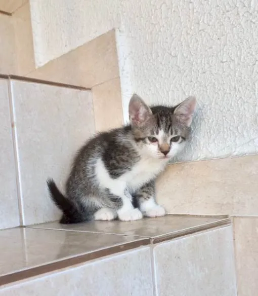 Gato ra a SRD-ViraLata idade 2 a 6 meses nome Pudim bb2meses lindo 