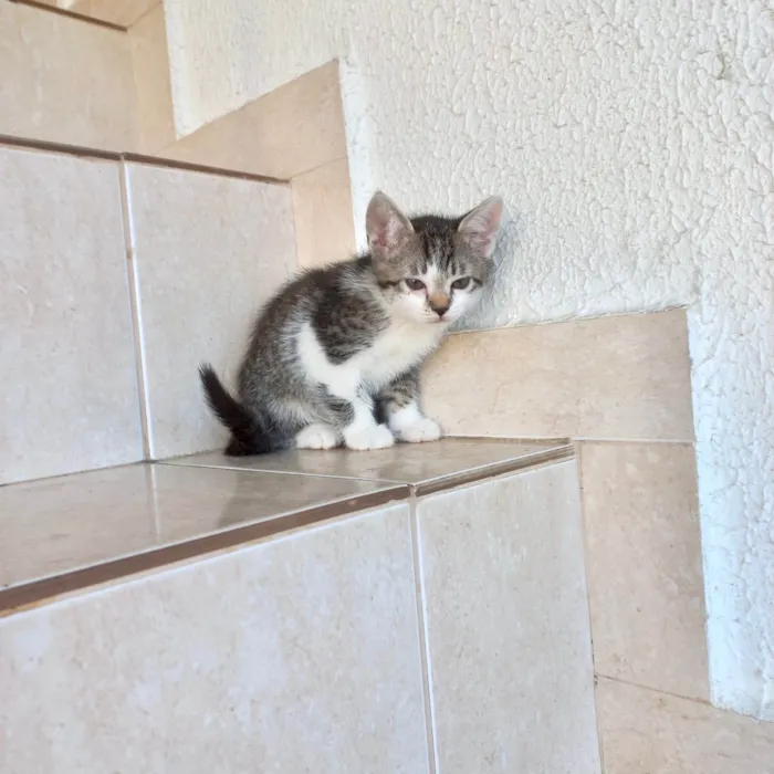 Gato ra a SRD-ViraLata idade 2 a 6 meses nome Pudim bb2meses lindo 