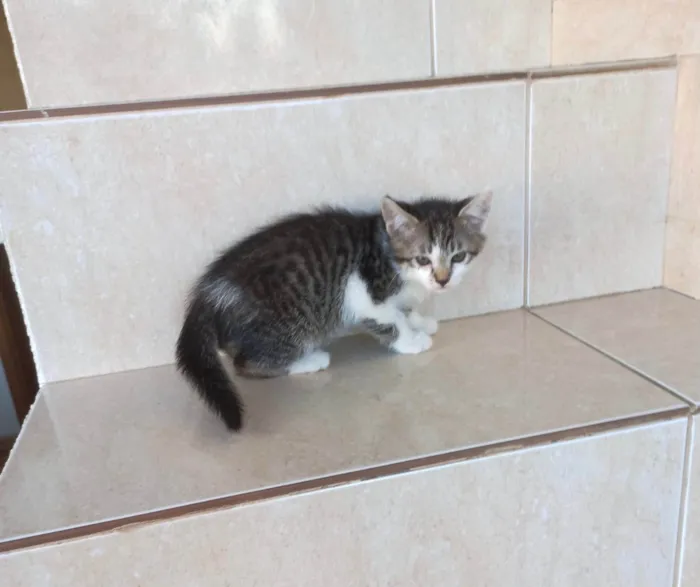 Gato ra a SRD-ViraLata idade 2 a 6 meses nome Pudim bb2meses lindo 