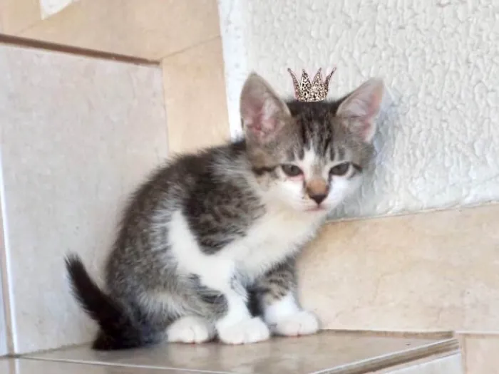 Gato ra a SRD-ViraLata idade 2 a 6 meses nome Pudim bb2meses lindo 