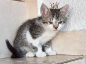 Gato raça SRD-ViraLata idade 2 a 6 meses nome Pudim bb2meses lindo 