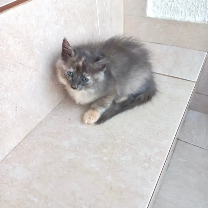Gato ra a SRD-ViraLata idade 2 a 6 meses nome Nuvem bb2meses pelo longo 