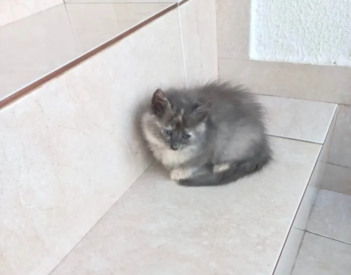 Gato ra a SRD-ViraLata idade 2 a 6 meses nome Nuvem bb2meses pelo longo 