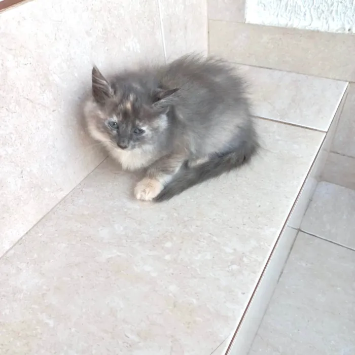 Gato ra a SRD-ViraLata idade 2 a 6 meses nome Nuvem bb2meses pelo longo 