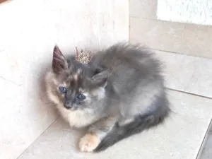 Gato raça SRD-ViraLata idade 2 a 6 meses nome Nuvem bb2meses pelo longo 