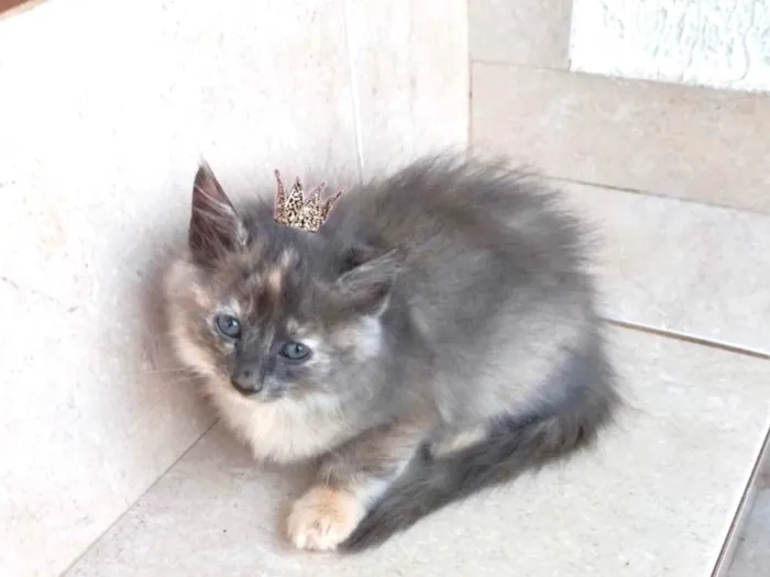 Gato ra a SRD-ViraLata idade 2 a 6 meses nome Nuvem bb2meses pelo longo 