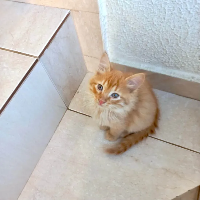 Gato ra a SRD-ViraLata idade 2 a 6 meses nome Kashmir bb2meses pelo longo 