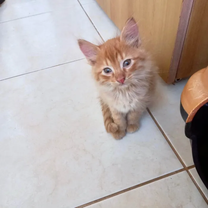 Gato ra a SRD-ViraLata idade 2 a 6 meses nome Kashmir bb2meses pelo longo 