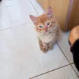 Kashmir bb2meses pelo longo