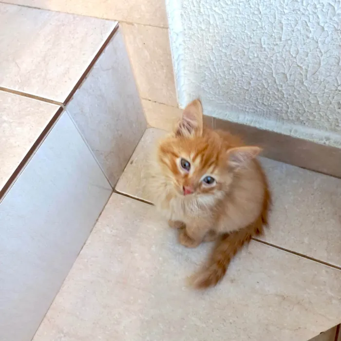 Gato ra a SRD-ViraLata idade 2 a 6 meses nome Kashmir bb2meses pelo longo 