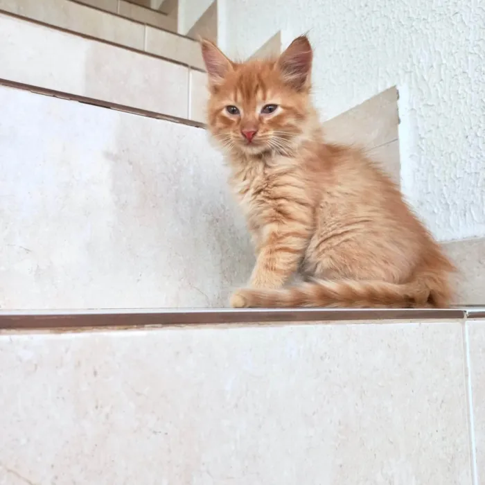 Gato ra a SRD-ViraLata idade 2 a 6 meses nome Kashmir bb2meses pelo longo 