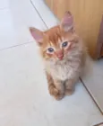 Kashmir bb2meses pelo longo 