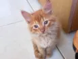 Kashmir bb2meses pelo longo 