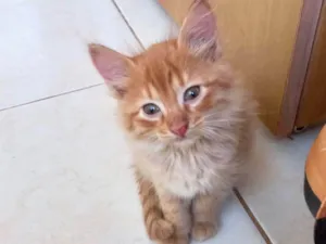 Gato raça SRD-ViraLata idade 2 a 6 meses nome Kashmir bb2meses pelo longo 