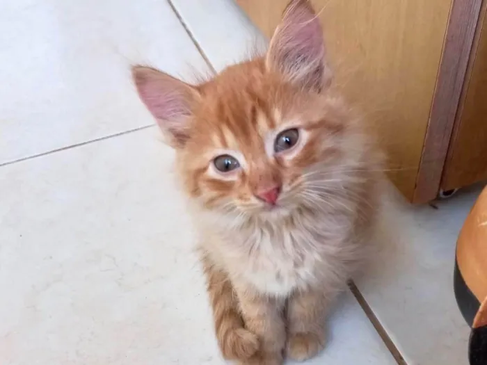 Gato ra a SRD-ViraLata idade 2 a 6 meses nome Kashmir bb2meses pelo longo 