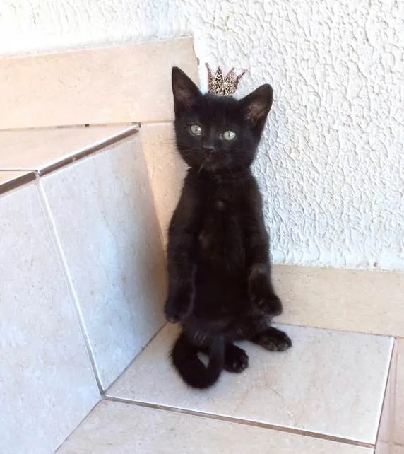 Gato ra a SRD-ViraLata idade 2 a 6 meses nome Trufa bb2meses pelo longo 