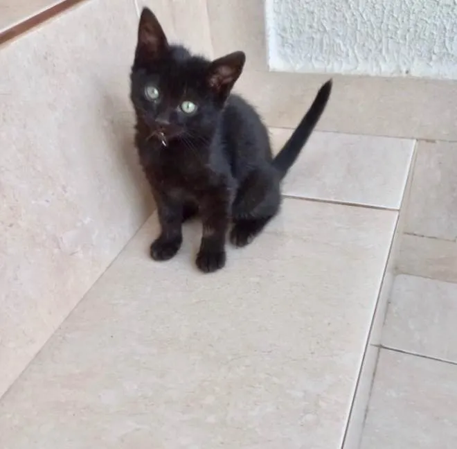 Gato ra a SRD-ViraLata idade 2 a 6 meses nome Trufa bb2meses pelo longo 