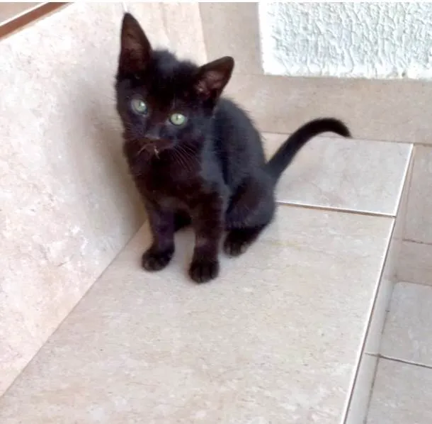 Gato ra a SRD-ViraLata idade 2 a 6 meses nome Trufa bb2meses pelo longo 