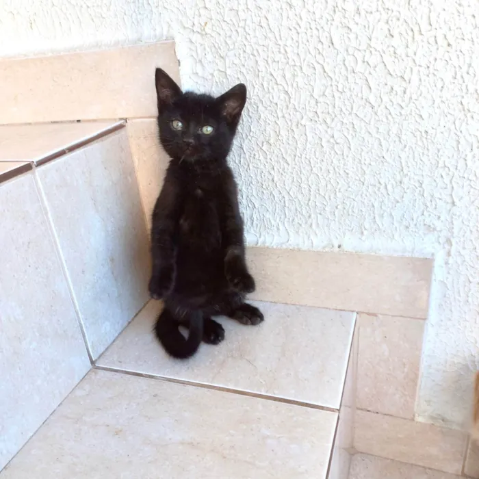 Gato ra a SRD-ViraLata idade 2 a 6 meses nome Trufa bb2meses pelo longo 