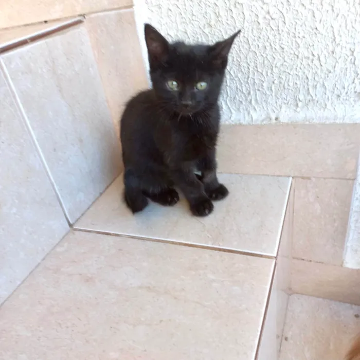 Gato ra a SRD-ViraLata idade 2 a 6 meses nome Trufa bb2meses pelo longo 