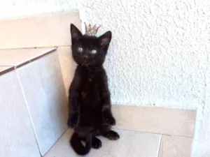 Gato raça SRD-ViraLata idade 2 a 6 meses nome Trufa bb2meses pelo longo 