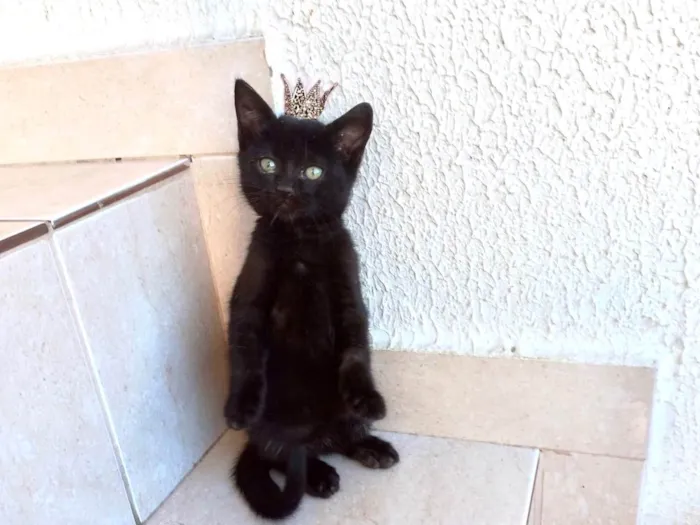 Gato ra a SRD-ViraLata idade 2 a 6 meses nome Trufa bb2meses pelo longo 