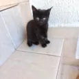 Índigo bb2meses pelo longo